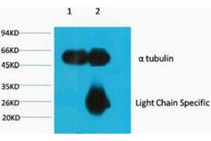 Immunoprecipitation (IP) analysis: 1) Input: Mouse Brain Tissue Lysate. (alpha Tubulin anticorps)