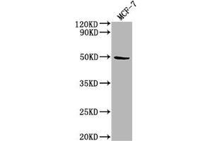 Western Blot Positive WB detected in: MCF-7 whole cell lysate All lanes: KLK11 antibody at 1:2000 Secondary Goat polyclonal to rabbit IgG at 1/50000 dilution Predicted band size: 32, 28, 34, 31 kDa Observed band size: 50 kDa (Kallikrein 11 anticorps  (AA 90-282))