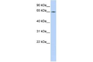 WB Suggested Anti-LMNB2 Antibody Titration:  0. (Lamin B2 anticorps  (Middle Region))