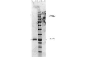 SDS-PAGE results of Goat F(ab')2 Anti-Rat IgG F(c) Antibody. (Chèvre anti-Rat IgG (Fc Region) Anticorps - Preadsorbed)