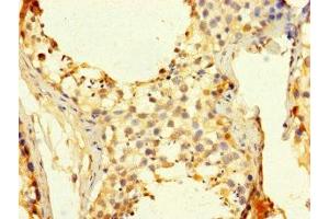 Immunohistochemistry of paraffin-embedded human testis tissue using ABIN7158857 at dilution of 1:100