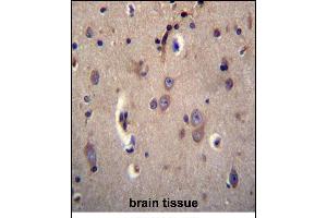 DTNA Antibody (C-term) (ABIN656504 and ABIN2845776) immunohistochemistry analysis in formalin fixed and paraffin embedded human brain tissue followed by peroxidase conjugation of the secondary antibody and DAB staining. (DTNA anticorps  (C-Term))