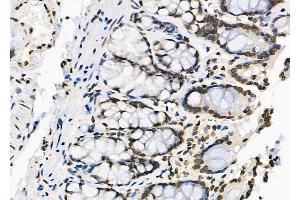 ABIN6264713 and ABIN6279761 at 1/100 staining Rat stomach tissue by IHC-P. (RFPL2 anticorps  (Internal Region))