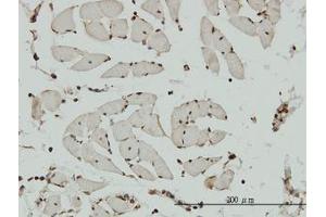 Image no. 1 for anti-Non-SMC Condensin I Complex, Subunit G (NCAPG) (AA 336-435) antibody (ABIN599293) (NCAPG anticorps  (AA 336-435))