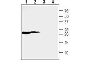 Western blot analysis of rat (lanes 1 and 3) and mouse (lanes 2 and 4) heart lysates: - 1,2. (MMGT1 anticorps  (C-Term, Intracellular))