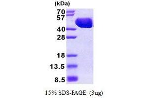 Maltose Binding Protein (MBP) (AA 27-392) protein (His tag)