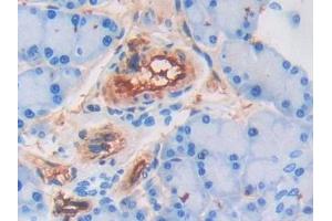 Detection of ADPN in Rat Pancreas Tissue using Polyclonal Antibody to Adiponectin (ADPN) (ADIPOQ anticorps  (AA 111-244))
