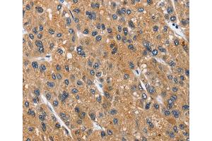 Immunohistochemistry (IHC) image for anti-Carcinoembryonic Antigen-Related Cell Adhesion Molecule 3 (CEACAM3) antibody (ABIN2427948) (CEACAM3 anticorps)
