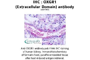 anti-Oxoglutarate (Alpha-Ketoglutarate) Receptor 1 (OXGR1) (2nd Extracellular Domain) antibody