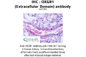 Image no. 1 for anti-Oxoglutarate (Alpha-Ketoglutarate) Receptor 1 (OXGR1) (2nd Extracellular Domain) antibody (ABIN1737720) (OXGR1 anticorps  (2nd Extracellular Domain))