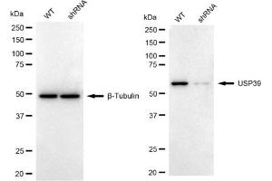 Western blotting analysis using USP39 antibody (ABIN7800734).