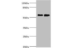 Western blot All lanes: Beta-Ala-His dipeptidase antibody at 4 μg/mL Lane 1: 293T whole cell lysate Lane 2: Hela whole cell lysate Secondary Goat polyclonal to rabbit IgG at 1/10000 dilution Predicted band size: 57 kDa Observed band size: 57 kDa (CNDP1 anticorps  (AA 1-280))