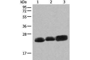 Western blot analysis of Mouse brain tissue Rat brain tissue and Human cerebrum tissue lysates using CEND1 Polyclonal Antibody at dilution of 1:500 (CEND1 anticorps)