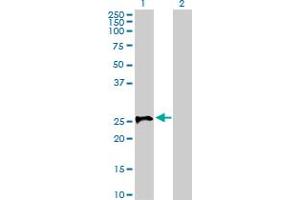Western Blot analysis of STX1A expression in transfected 293T cell line by STX1A MaxPab polyclonal antibody. (STX1A anticorps  (AA 1-251))