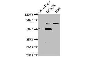 Immunoprecipitating DDX3X in Jurkat whole cell lysate Lane 1: Rabbit control IgG (1 μg) instead of ABIN7144986 in Jurkat whole cell lysate.