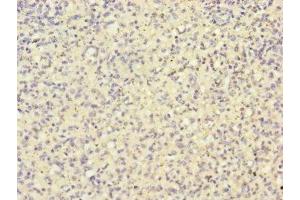 Immunohistochemistry of paraffin-embedded human spleen tissue using ABIN7155154 at dilution of 1:100