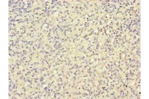 Immunohistochemistry of paraffin-embedded human spleen tissue using ABIN7155154 at dilution of 1:100 (HK3 anticorps  (AA 1-270))