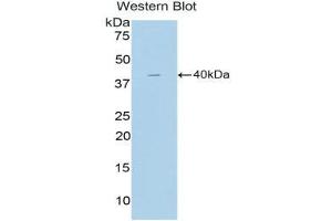 Western Blotting (WB) image for anti-Cholecystokinin (CCK) (AA 1-115) antibody (ABIN3207816) (Cholecystokinin anticorps  (AA 1-115))