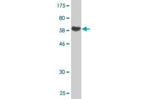 Western Blot detection against Immunogen (64.