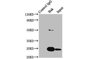Immunoprecipitating BAK1 in HEK293 whole cell lysate Lane 1: Rabbit control IgG instead of ABIN7127362 in HEK293 whole cell lysate.