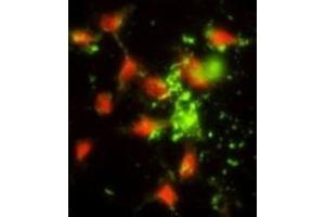 Immunofluorescence (IF) image for anti-Signal Recognition Particle 72kDa (SRP72) antibody (ABIN3002878) (SRP72 anticorps)
