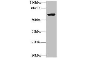 Western blot All lanes: SLC13A2 antibody at 1. (SLC13A2 anticorps  (AA 345-455))
