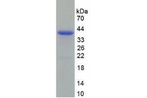 SDS-PAGE of Protein Standard from the Kit (Highly purified E.