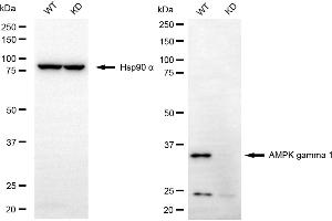 Western blotting analysis using AMPK gamma 1 antibody (ABIN7800010).
