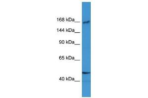 Western Blot showing BTBD12 antibody used at a concentration of 1-2 ug/ml to detect its target protein. (BTBD12 anticorps  (N-Term))