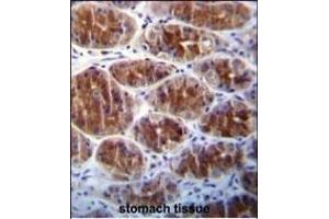 AREG Antibody (C-term) (ABIN392202 and ABIN2841903) immunohistochemistry analysis in formalin fixed and paraffin embedded human stomach tissue followed by peroxidase conjugation of the secondary antibody and DAB staining. (Amphiregulin anticorps  (C-Term))