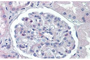 Immunohistochemistry with Human kidney lysate tissue at an antibody concentration of 5. (PODXL anticorps  (Middle Region))