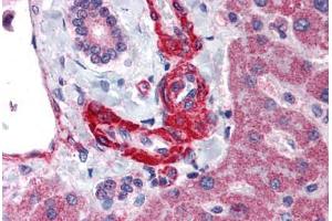 Anti-AGT / Angiotensinogen antibody  ABIN1048321 IHC staining of human liver.