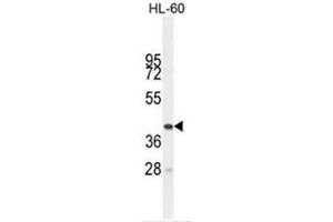 BTNL3 Antibody (C-term) western blot analysis in HL-60 cell line lysates (35µg/lane). (BTNL3 anticorps  (C-Term))