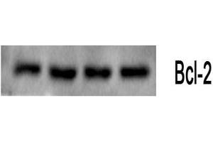 Western Blot (WB) analysis: Please contact us for more details.