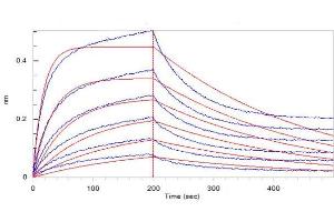 Loaded Biotinylated Human ACE2, His,Avitag ( ABI6952431) on SA Biosensor, can bind 2019-nCoV S1 protein, His Tag ( ABIN6952427) with an affinity constant of 33.