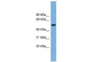 TMPRSS4 antibody used at 0. (TMPRSS4 anticorps  (N-Term))