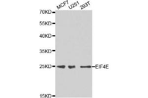 Western blot analysis of extracts of various cell lines, using EIF4E antibody. (EIF4E anticorps  (AA 1-100))