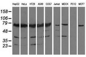 Image no. 2 for anti-Pseudouridylate Synthase 7 Homolog (PUS7) antibody (ABIN1500515) (PUS7 anticorps)