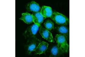 IF analysis of YARS1 using anti-YARS1 antibody (ABIN7601158). (YARS1 (AA 294-523) anticorps)