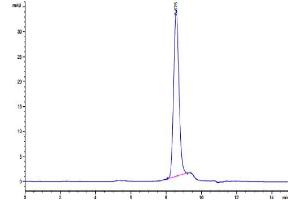 The purity of Human CD3E&CD3G is greater than 95 % as determined by SEC-HPLC.