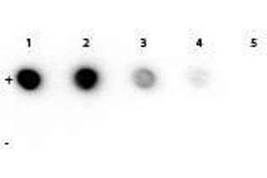 Dot Blot of Mouse anti-Rhodamine Monoclonal Antibody. (Rhodamine anticorps)