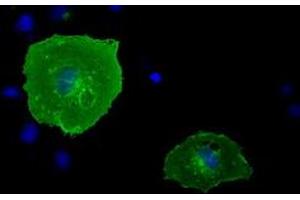 Anti-BTN1A1 mouse monoclonal antibody (ABIN2452840) immunofluorescent staining of COS7 cells transiently transfected by pCMV6-ENTRY BTN1A1 (RC223852). (BTN1A1 anticorps)