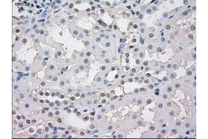 Image no. 1 for anti-Signal Transducer and Activator of Transcription 1, 91kDa (STAT1) antibody (ABIN1501169) (STAT1 anticorps)