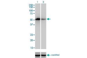 Western blot analysis of F9 over-expressed 293 cell line, cotransfected with F9 Validated Chimera RNAi (Lane 2) or non-transfected control (Lane 1). (Coagulation Factor IX anticorps  (AA 96-190))