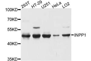 Western blot analysis of extracts of various cell lines, using INPP1 antibody. (INPP1 anticorps  (AA 1-180))