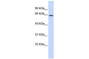 WB Suggested Anti-MEF2A Antibody Titration: 0.