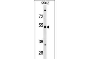 CXCR5 Antibody (N-term) (ABIN1881245 and ABIN2838854) western blot analysis in K562 cell line lysates (35 μg/lane). (CXCR5 anticorps  (N-Term))