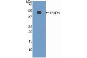 WB of Protein Standard: different control antibodies against Highly purified E. (Fibrillin 1 Kit ELISA)