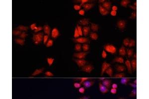 Immunofluorescence analysis of HeLa cells using BMP1 Polyclonal Antibody at dilution of 1:100. (BMP1 anticorps)
