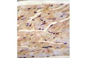 anti-Regulator of Microtubule Dynamics 1 (RMDN1) (AA 83-112), (N-Term) antibody